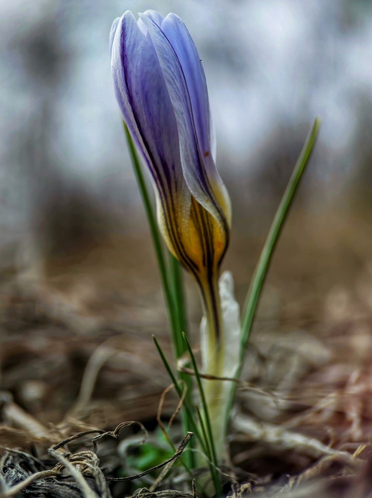Crocus Adamii