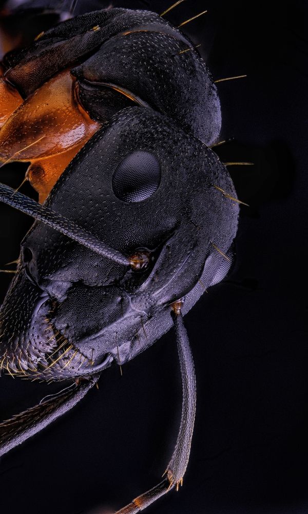 Formicine Ant or Common Black Ant