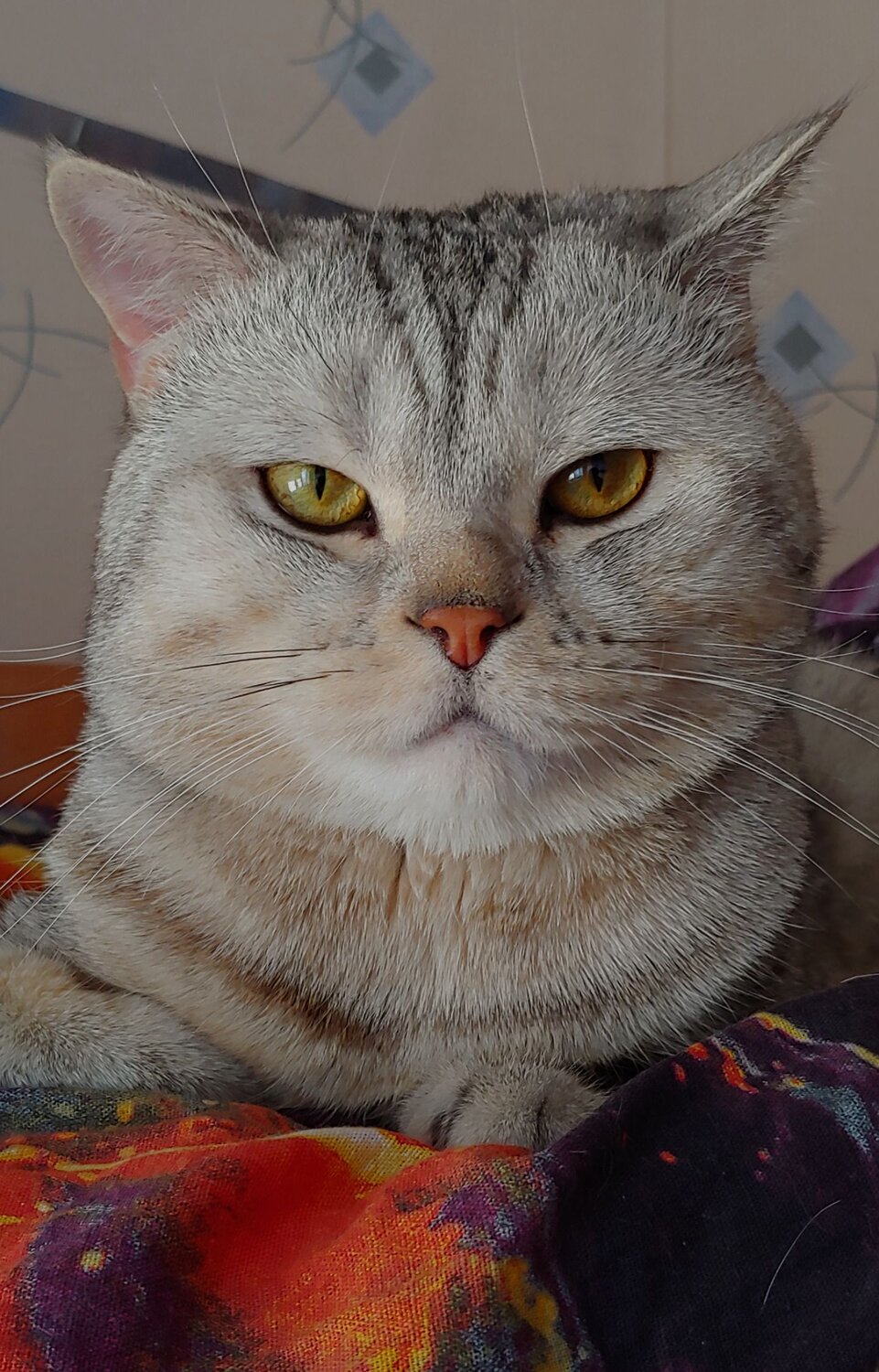 Photo #8996079