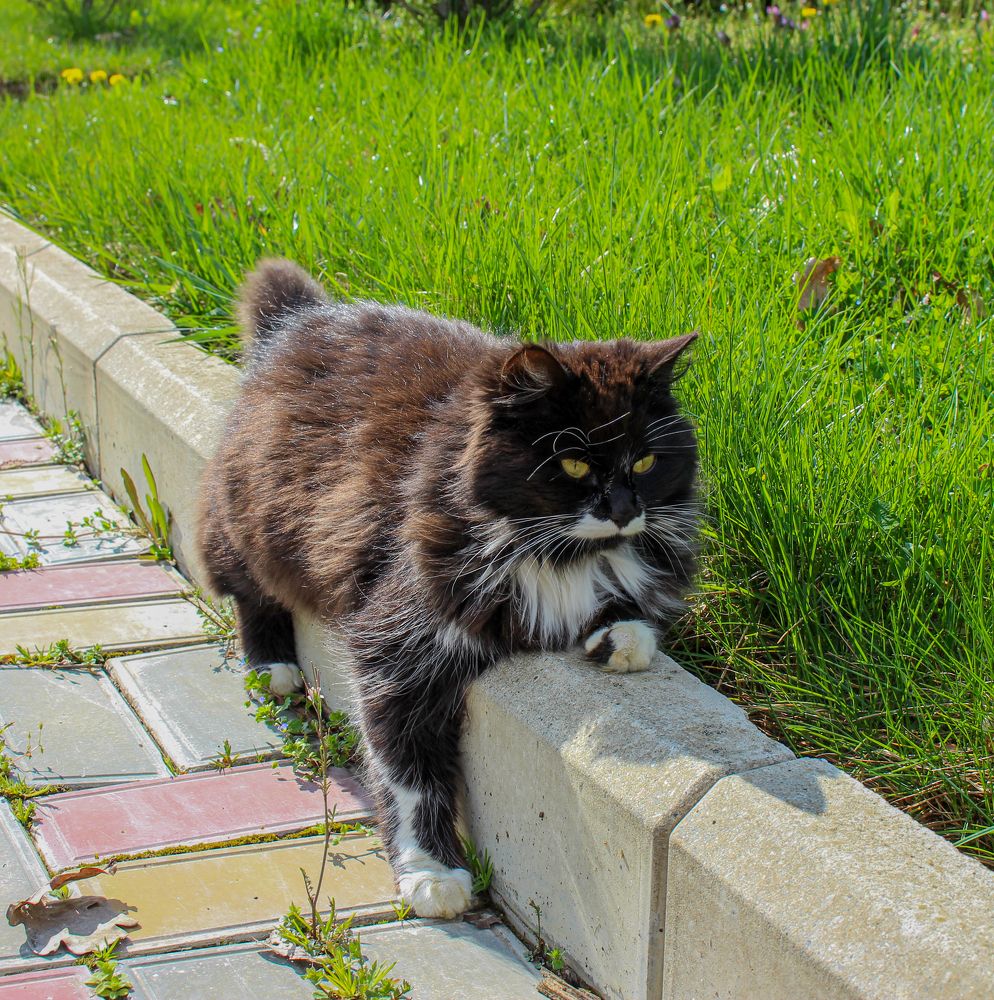 Фотография автора Александр Довганюк