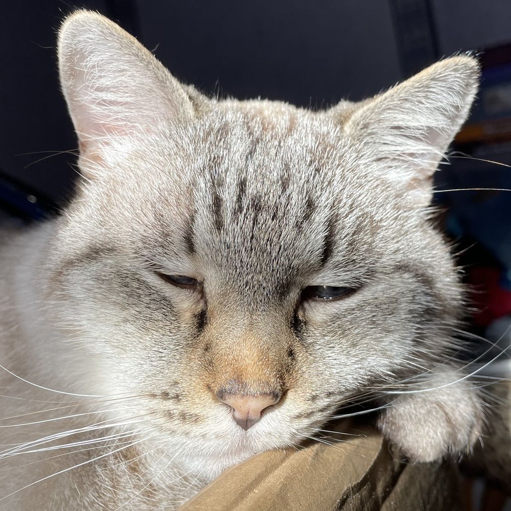 Фотография автора Андрей Симонов