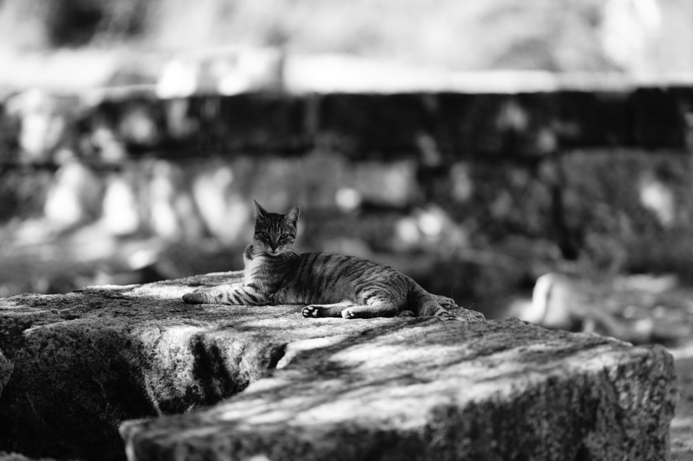 Photograph by Riffaud Jean-Paul