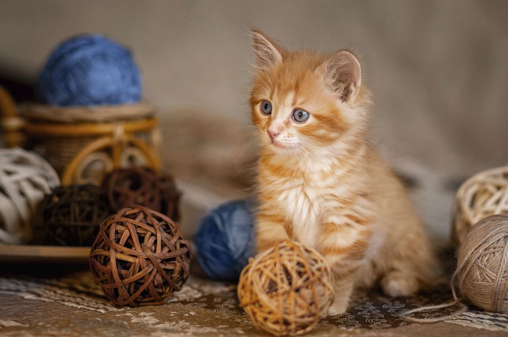 Photograph by ирина лебедева