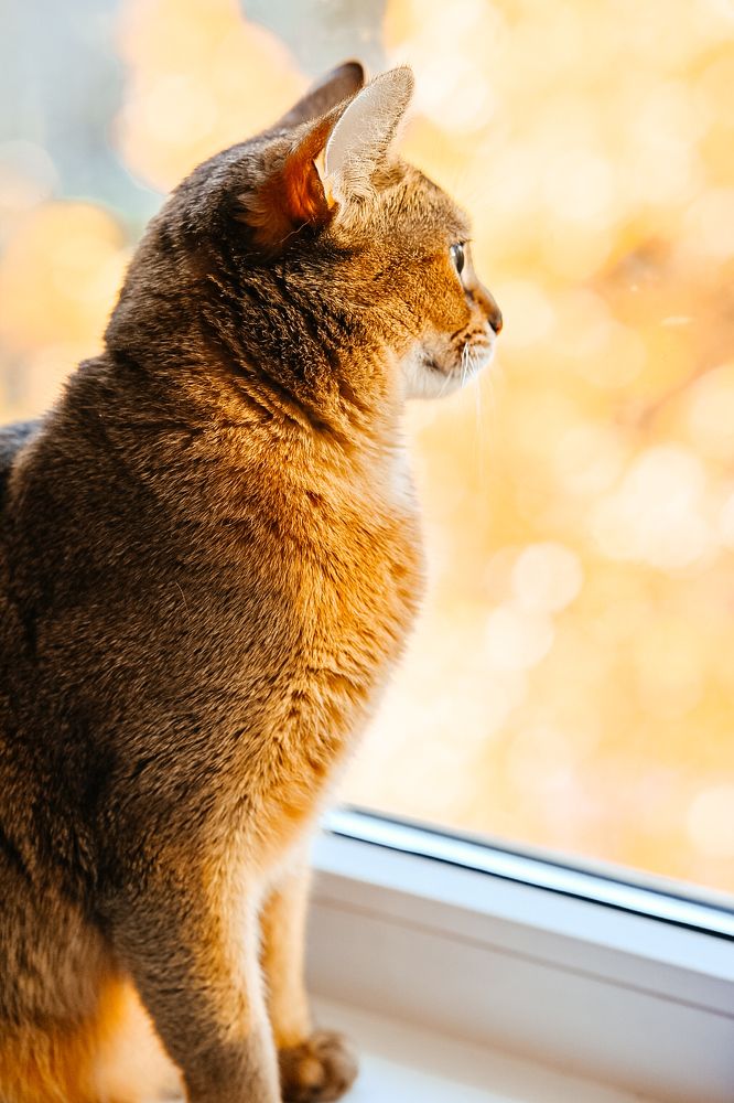 Фотография автора Воробьёва Анна