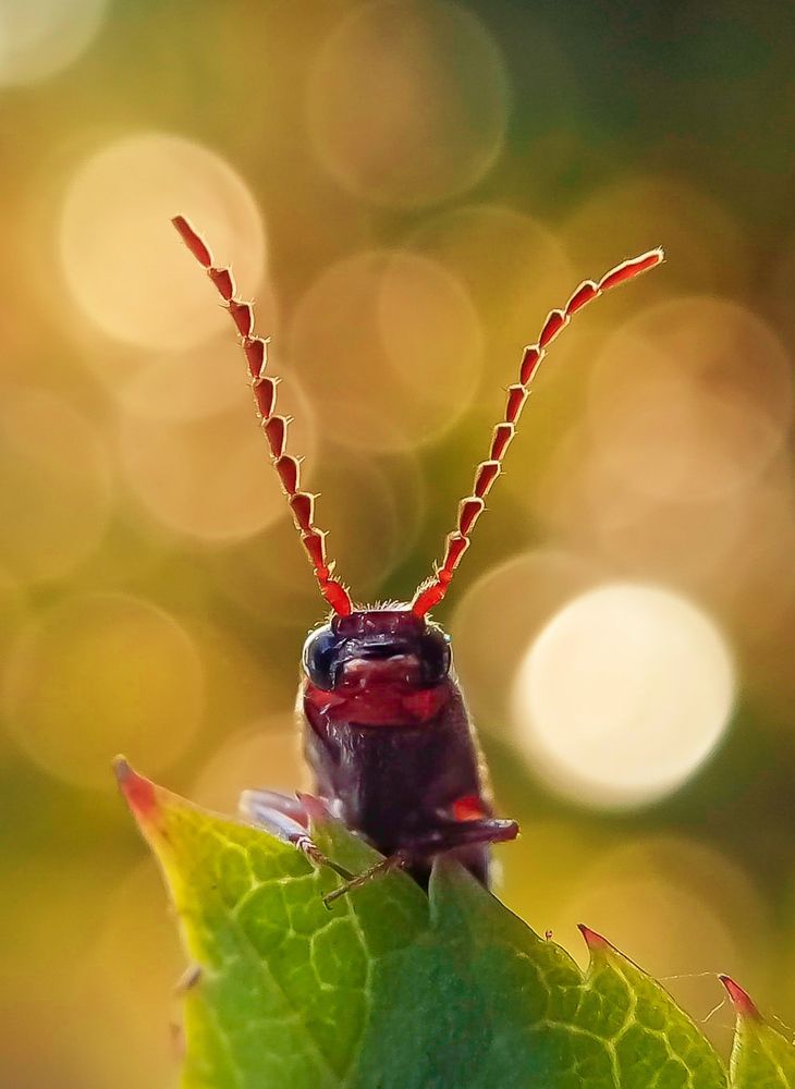 Photograph by Thimira dinisuru