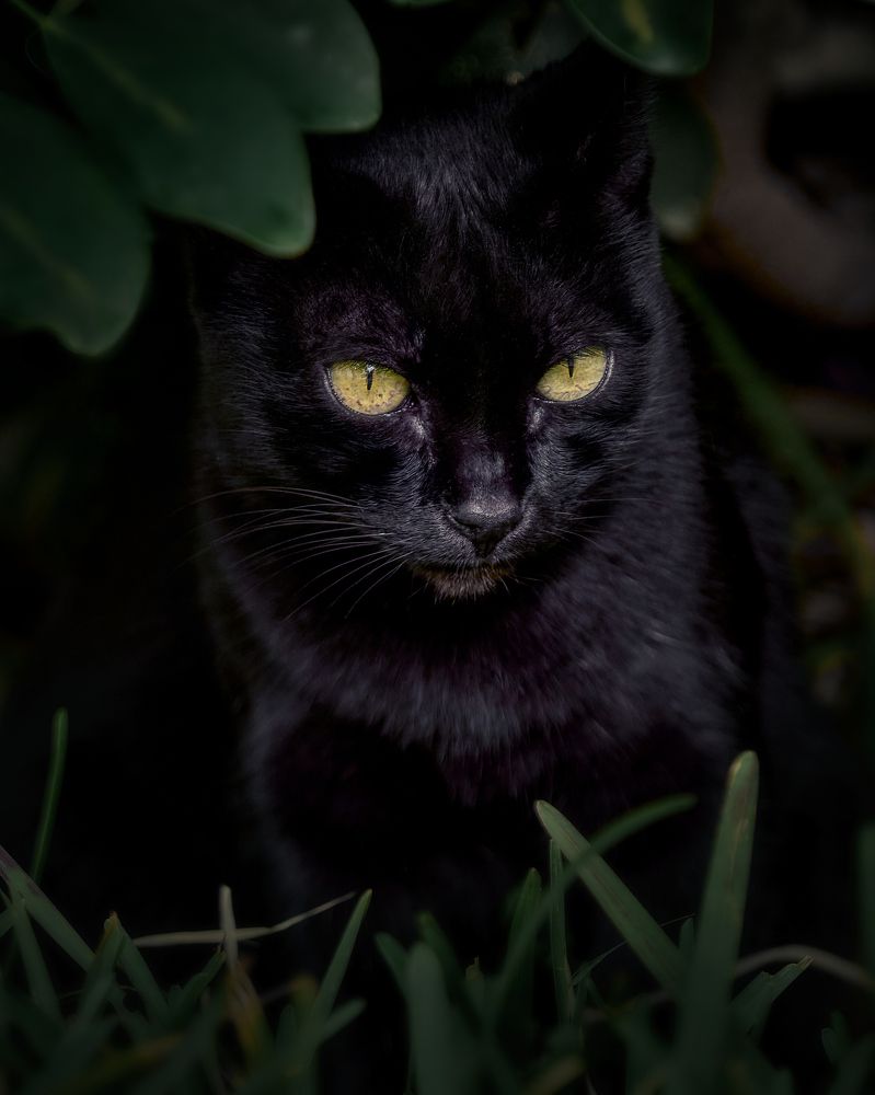 Black cat