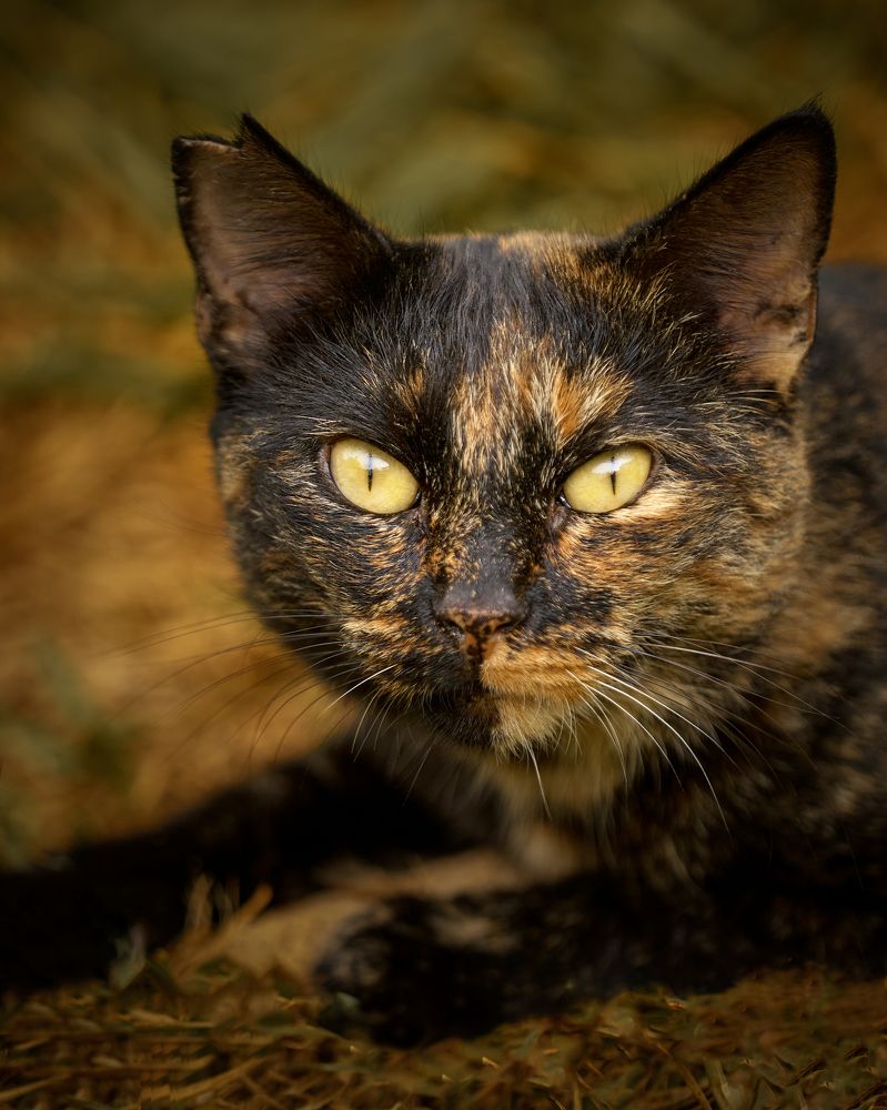 Photograph by javierdelpuerto_Photography