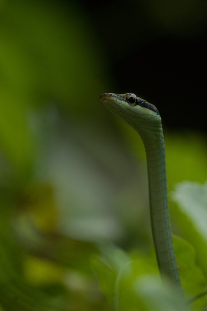 Photograph by Tharindu lakshan Rathnayaka