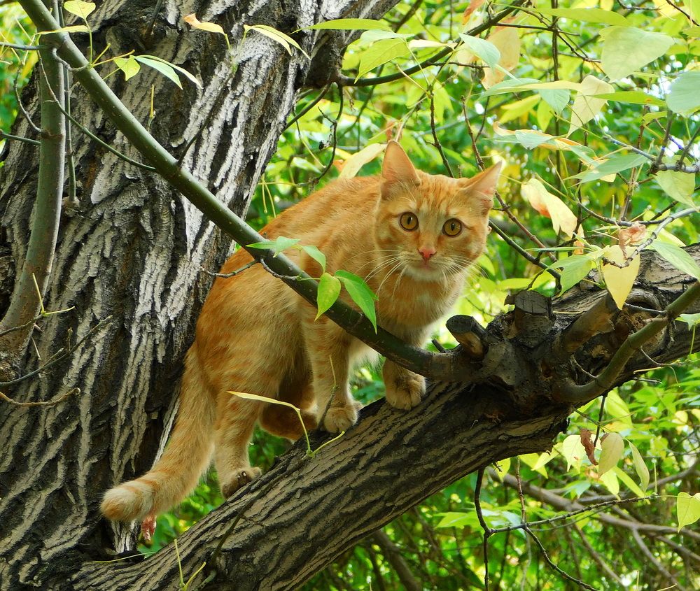 Photograph by Сергей Чеченов