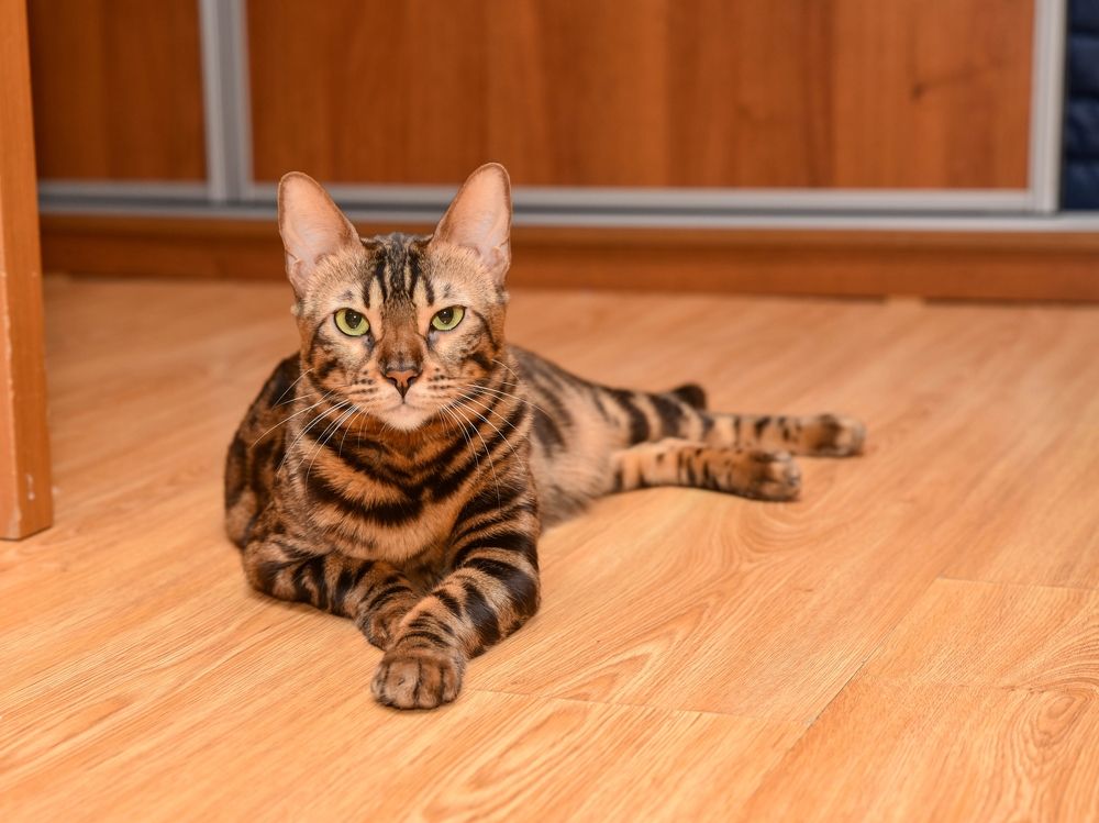 Фотография автора Сергей Чесноков