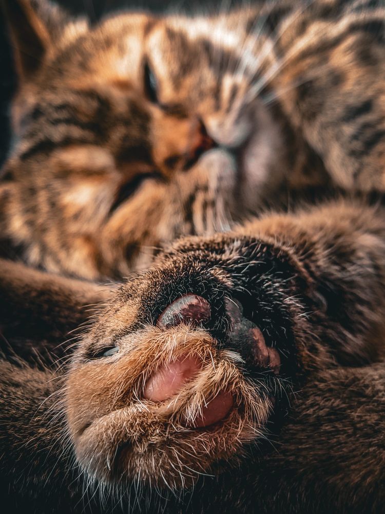 Фотография автора Пётр Чирков