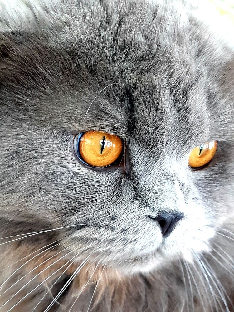 Фотография автора Наталья Шендяпина