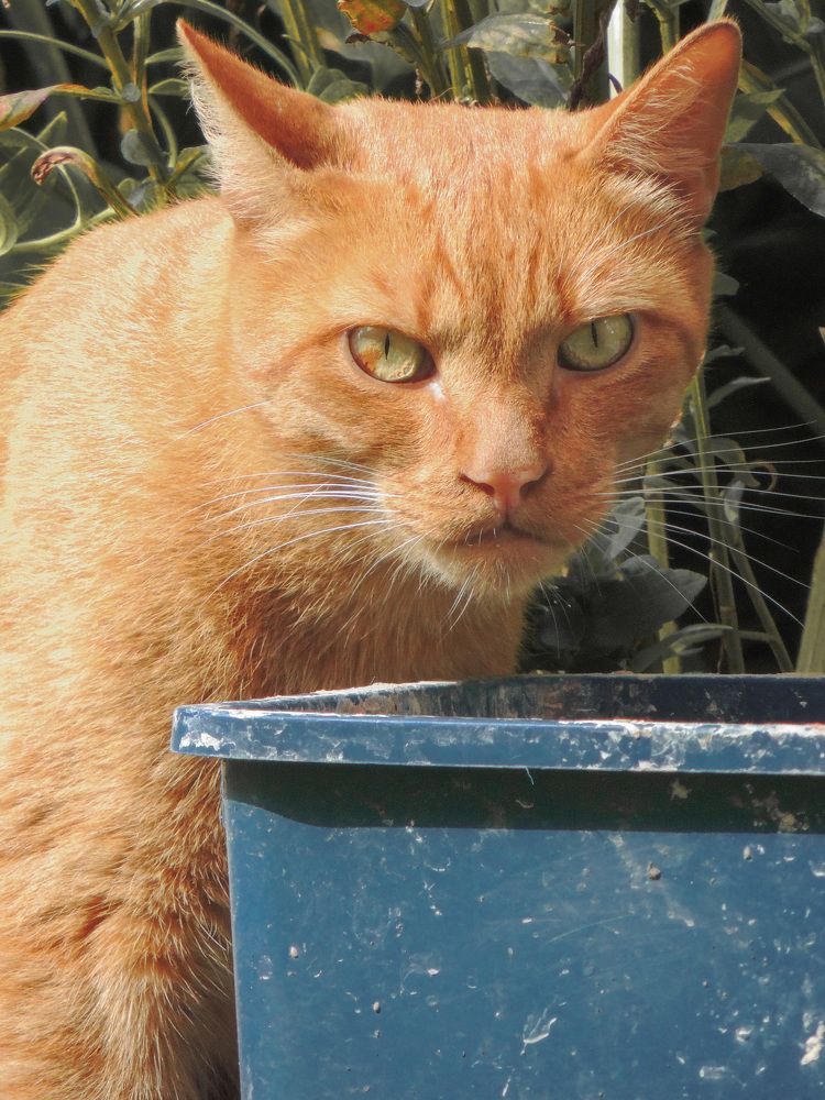 Фотография автора Татьяна Чугунова