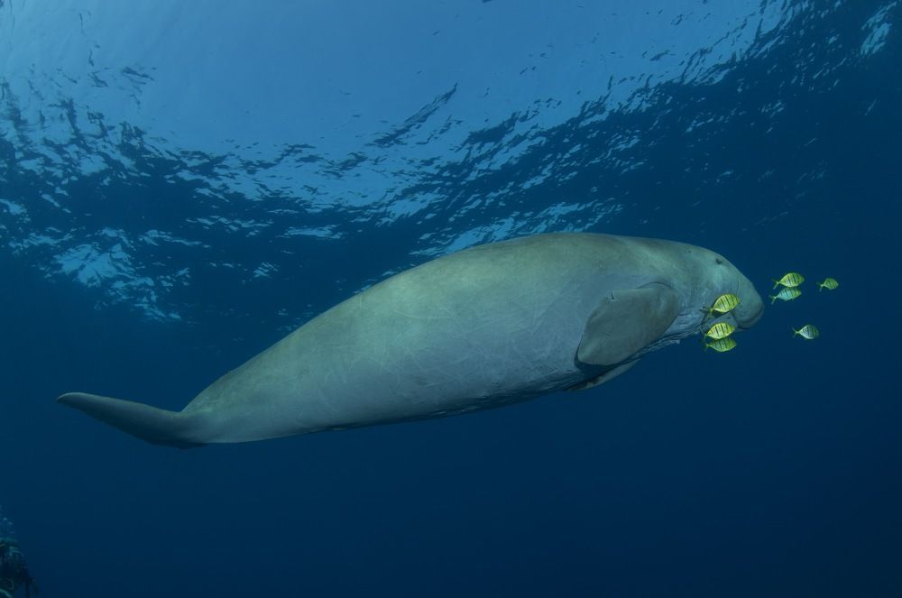 Фотография автора Андрей Крапивной