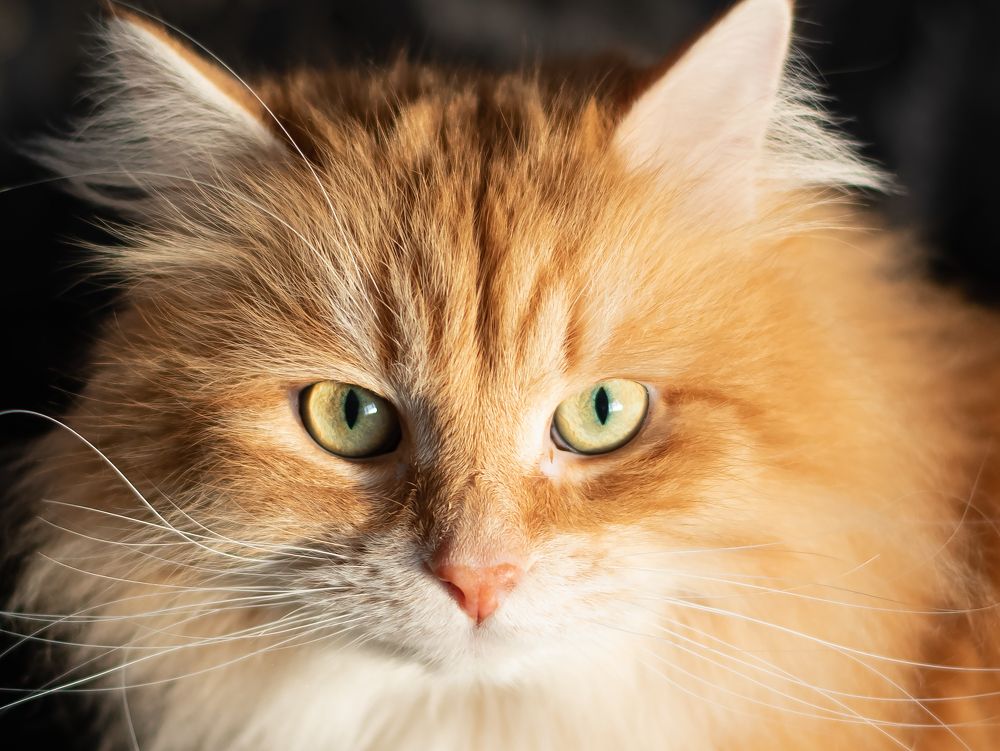 Photograph by Марина Шевцова