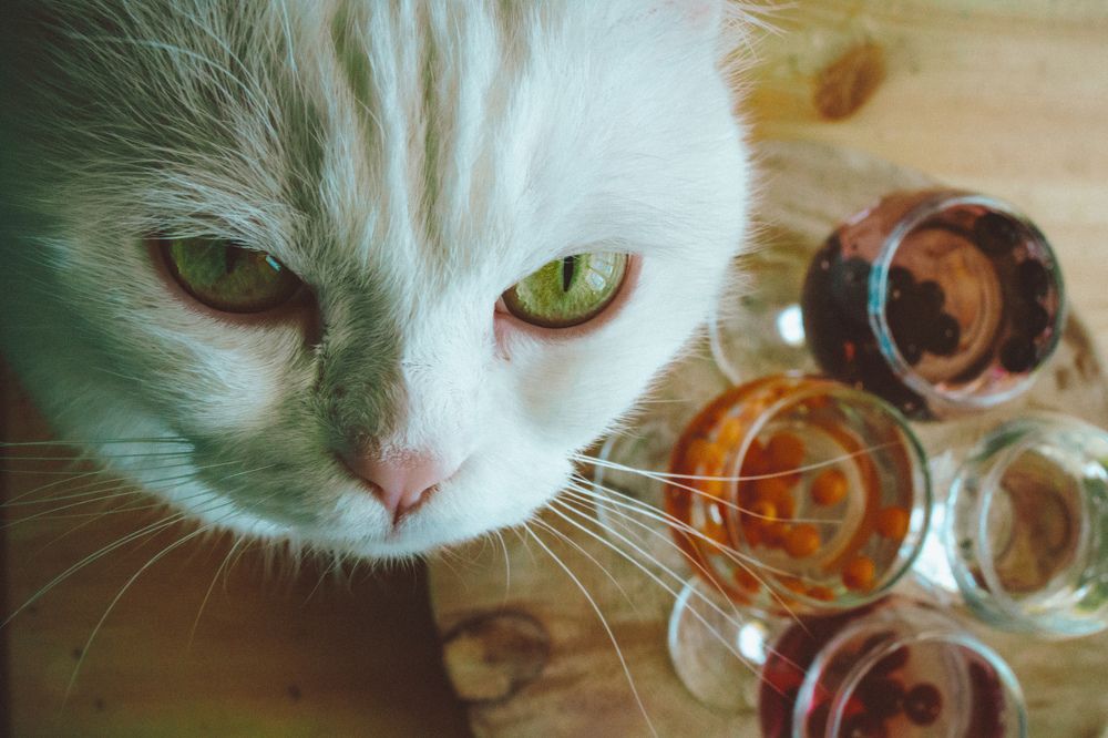 Фотография автора Евгения Кобеева