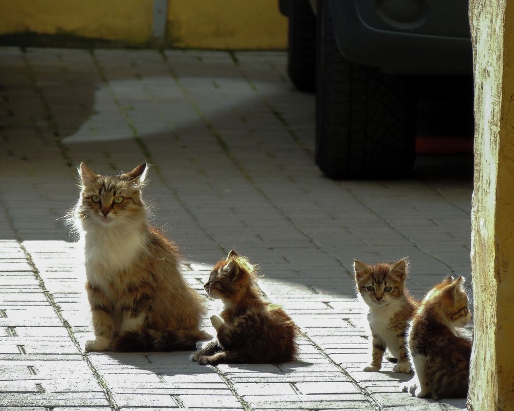 Фотография автора Татьяна Чугунова