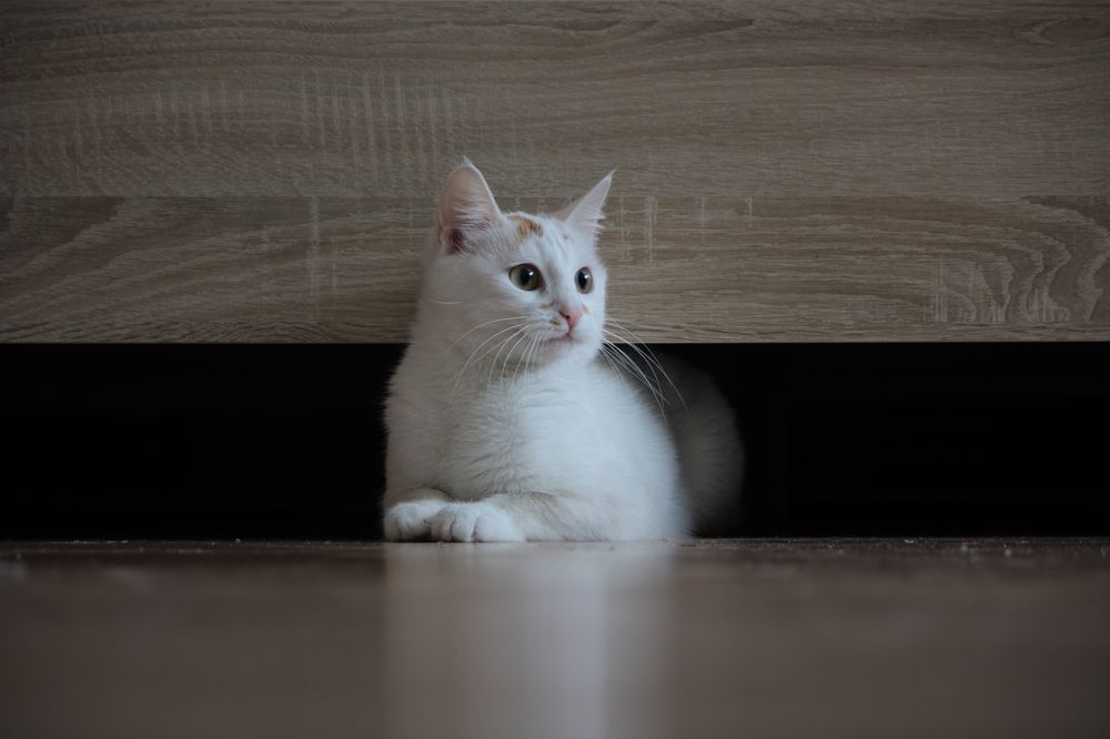 Фотография автора Никита Гутор