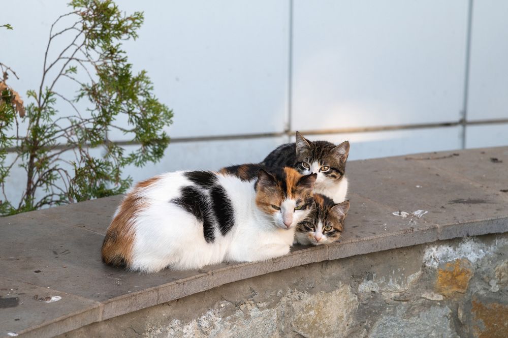 Photograph by Екатерина Крючкова