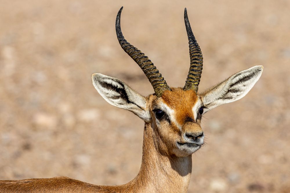 Photograph by Калинин Игорь