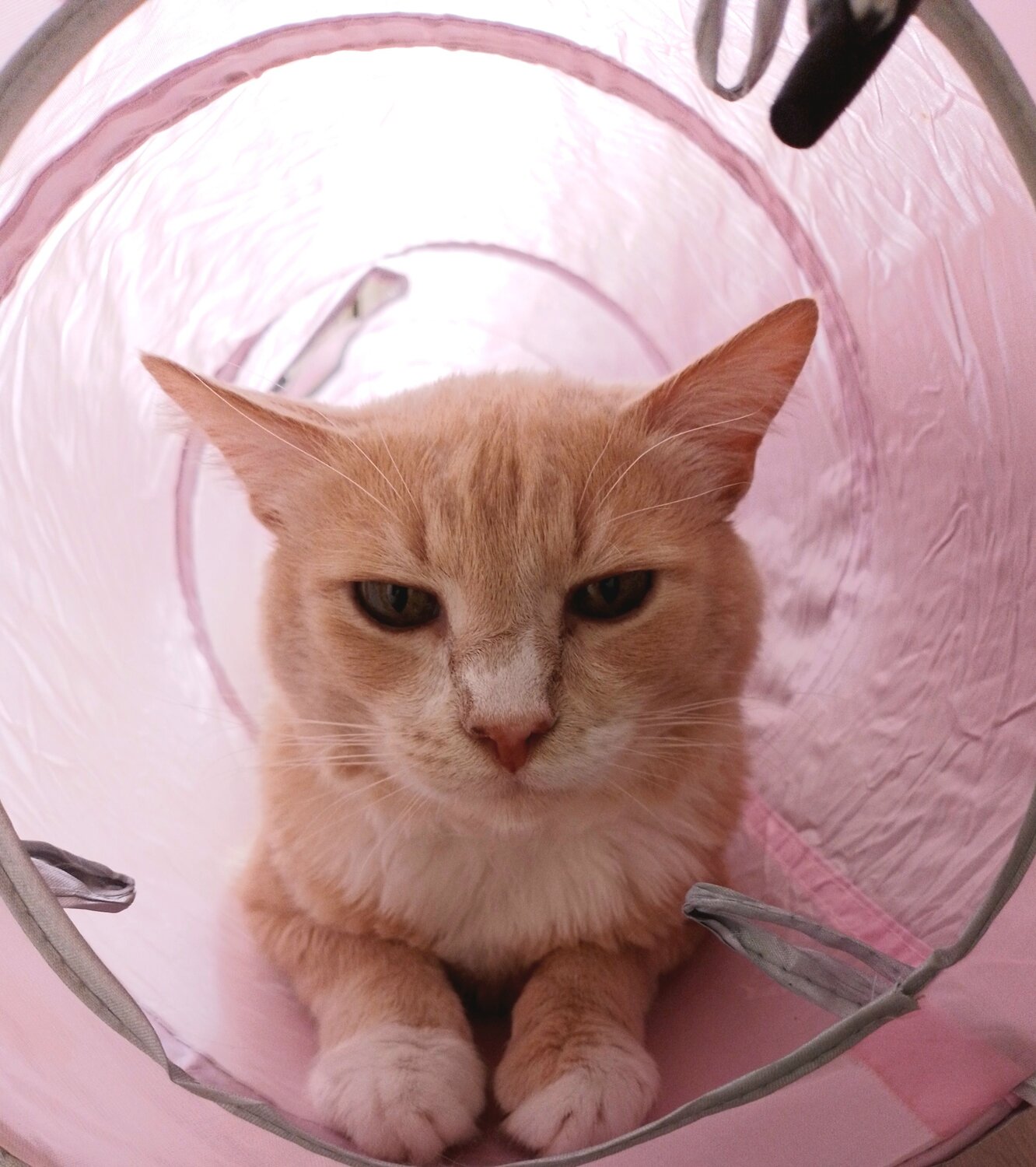 Кот