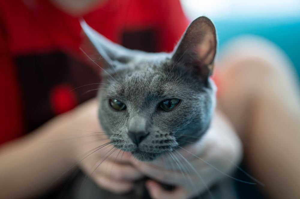 Фотография автора Dmitry Kovalev