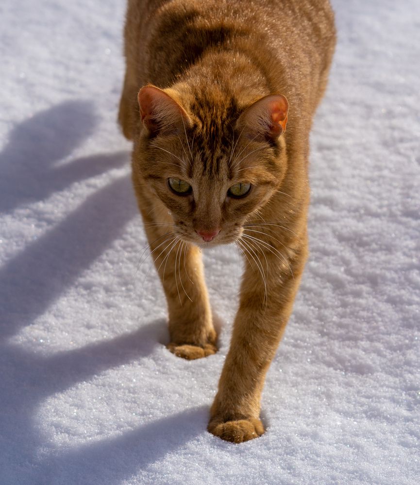 Фотография автора Dmitry Kovalev