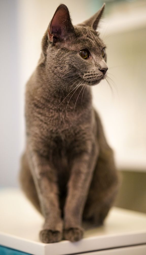 Фотография автора Dmitry Kovalev