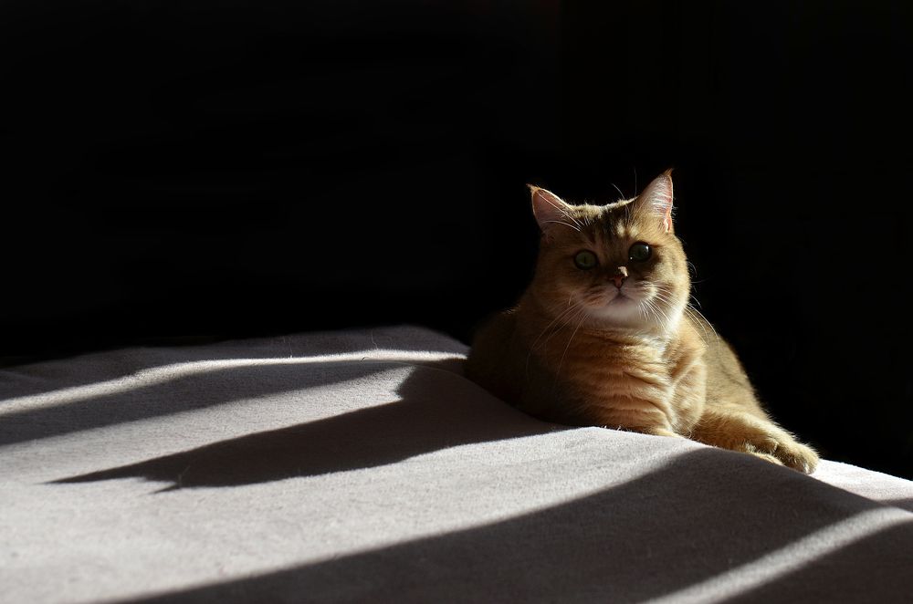 Sunny / Солнечный