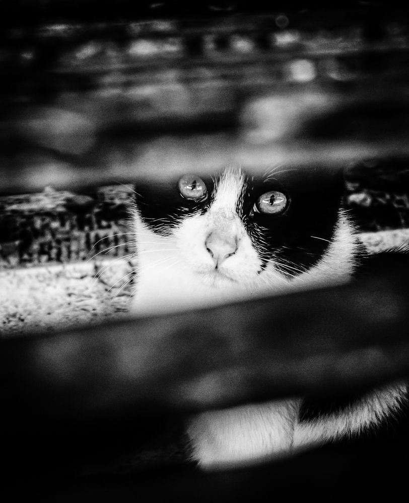 Photograph by Maria Cristina Artale