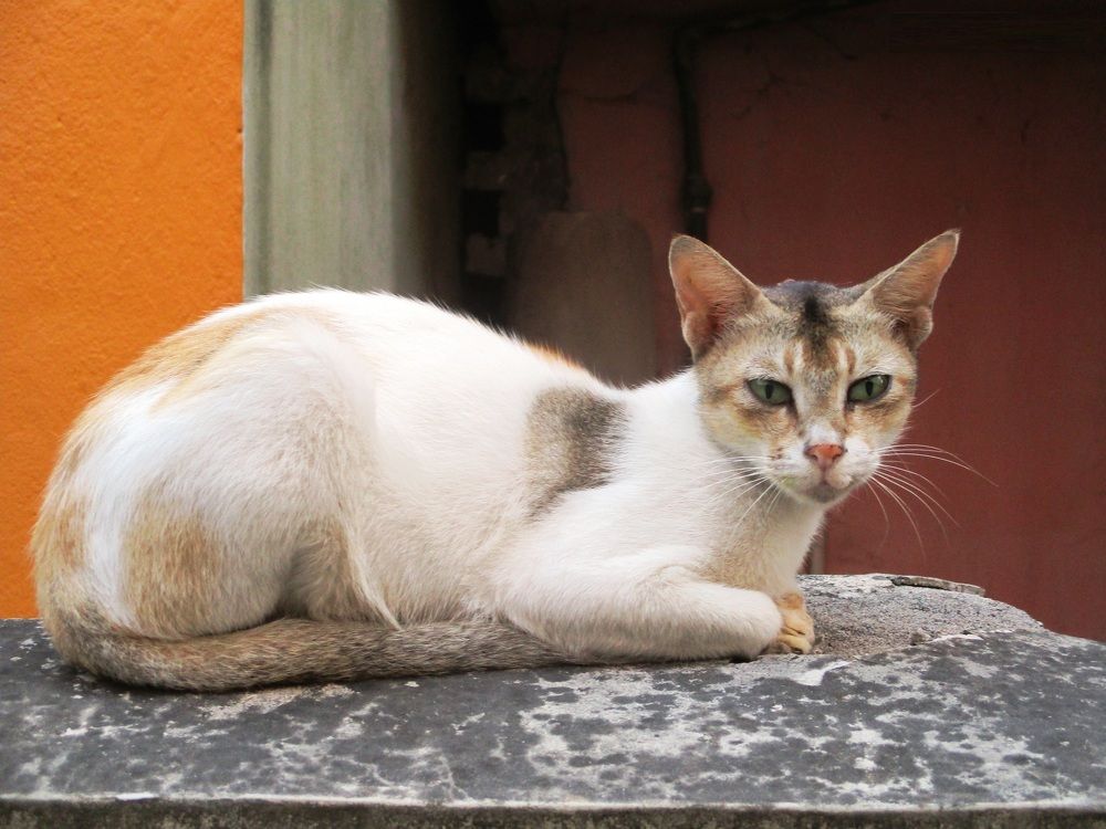 ID: Tom And Jerry Character