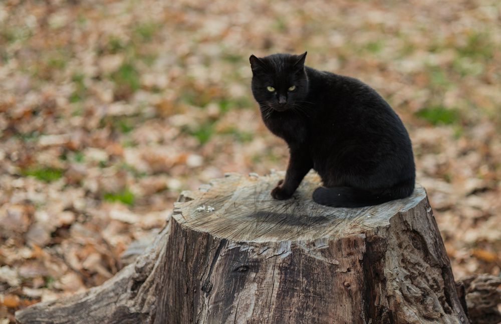 Photograph by Irnara Seidali