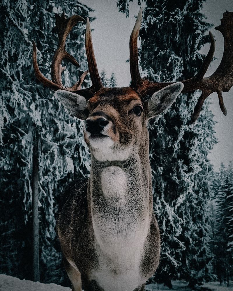 Фотография автора Nazgul Mamylkanova