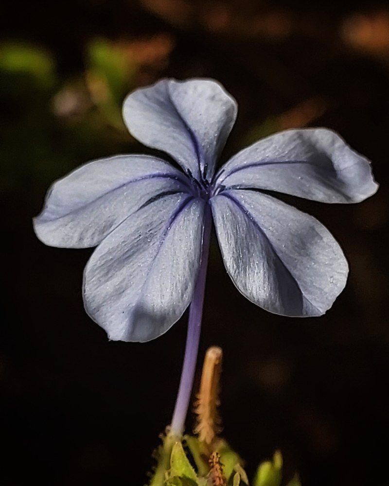 Photograph by Rajaa Shatnawi