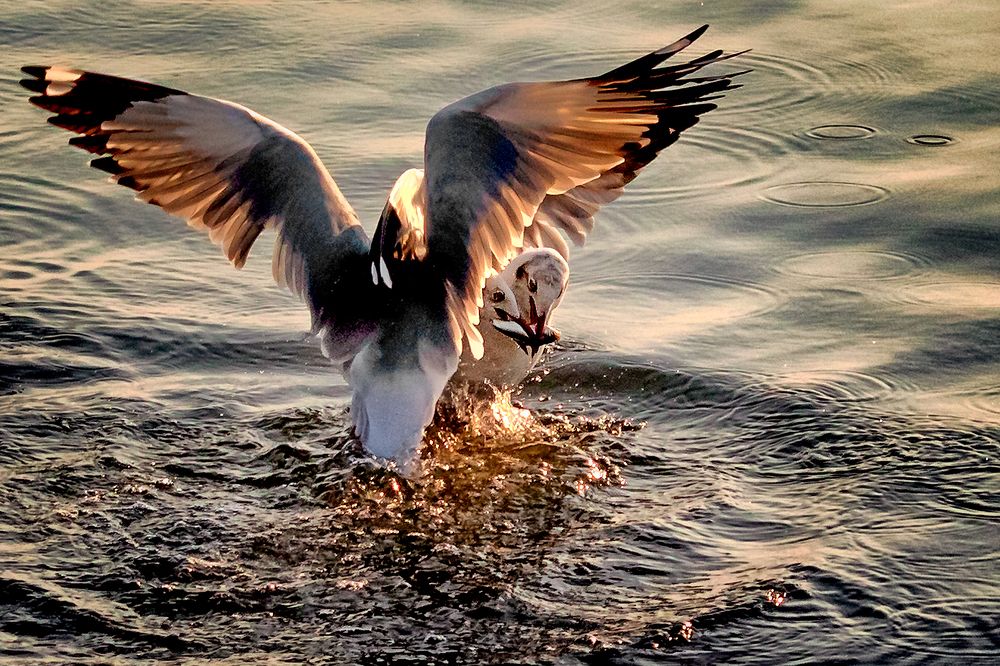 Photograph by Bùi Long