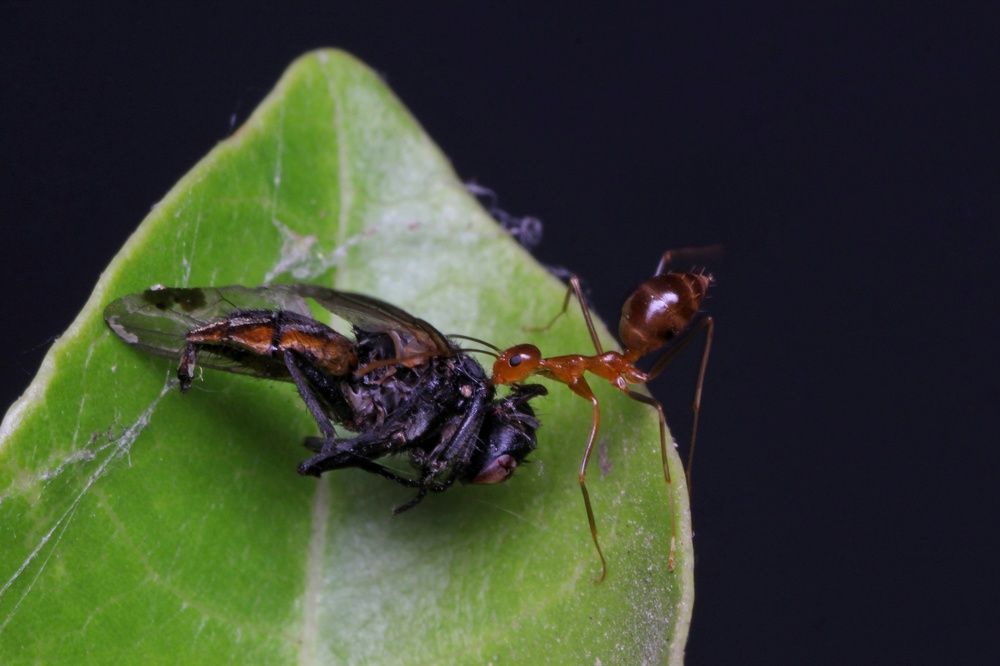 Фотография автора Y.P Agung