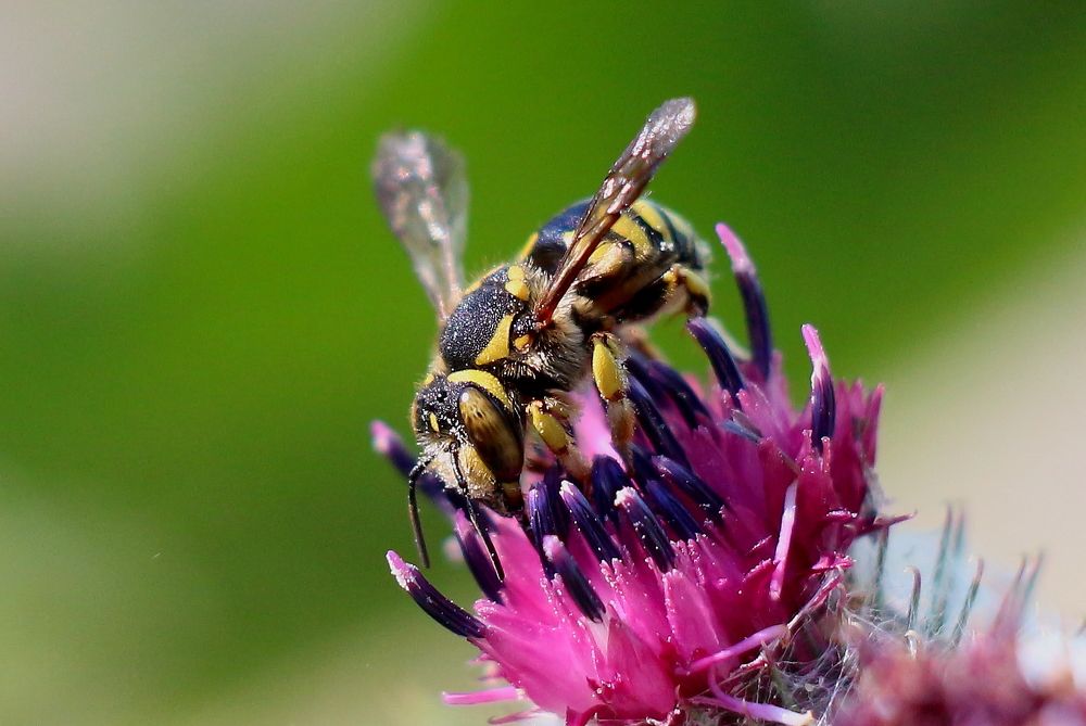 Photograph by салим насыпов