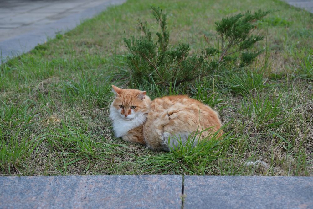 Photograph by Aleksander Perevolotsky