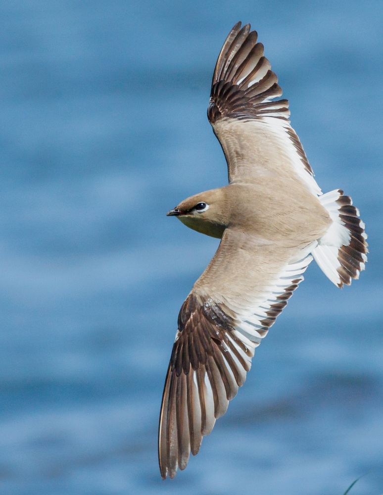 Photograph by Sunil Kumar paswan