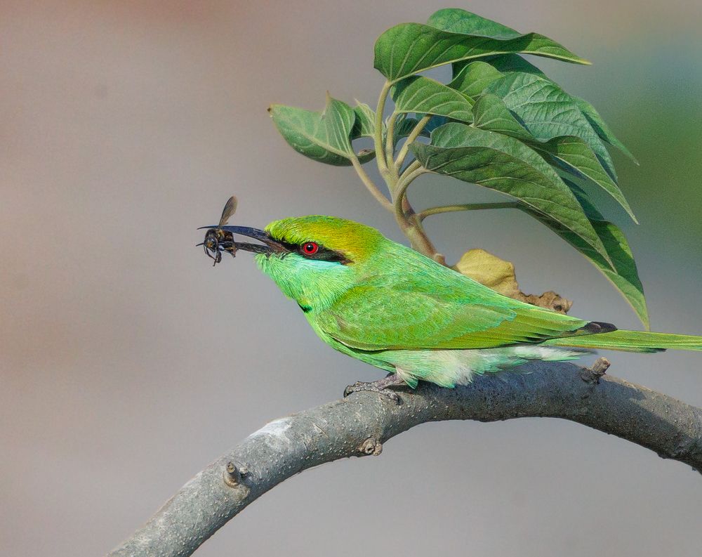 Photograph by Sunil Kumar paswan