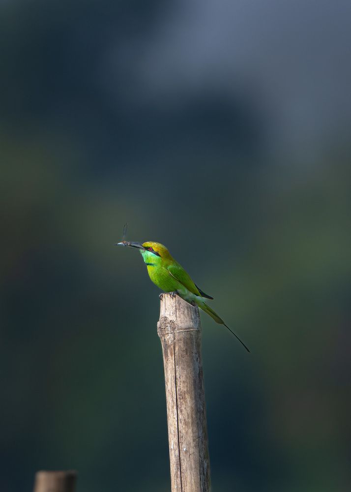Photograph by Sachitananda Jena