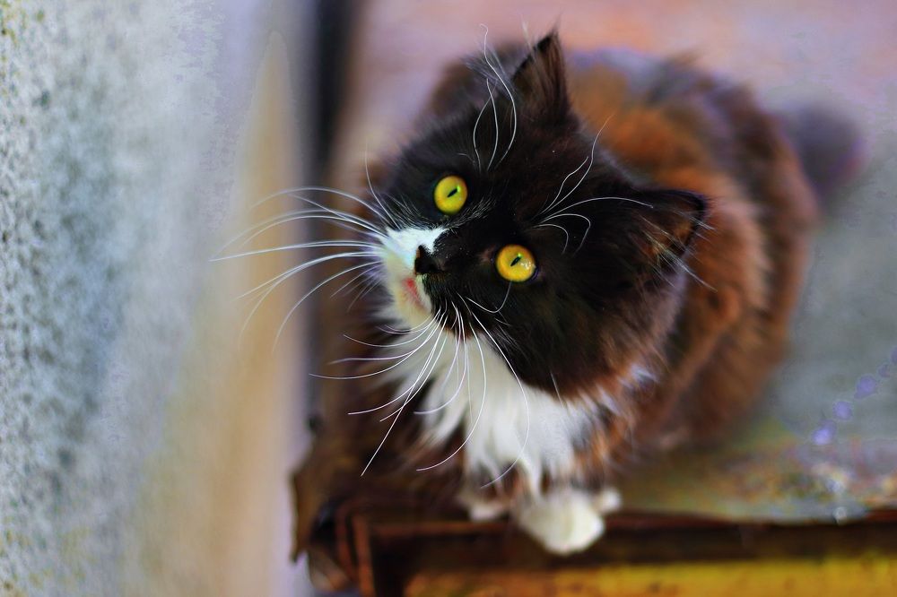 Photograph by Геннадий Натье (Игнатьев)