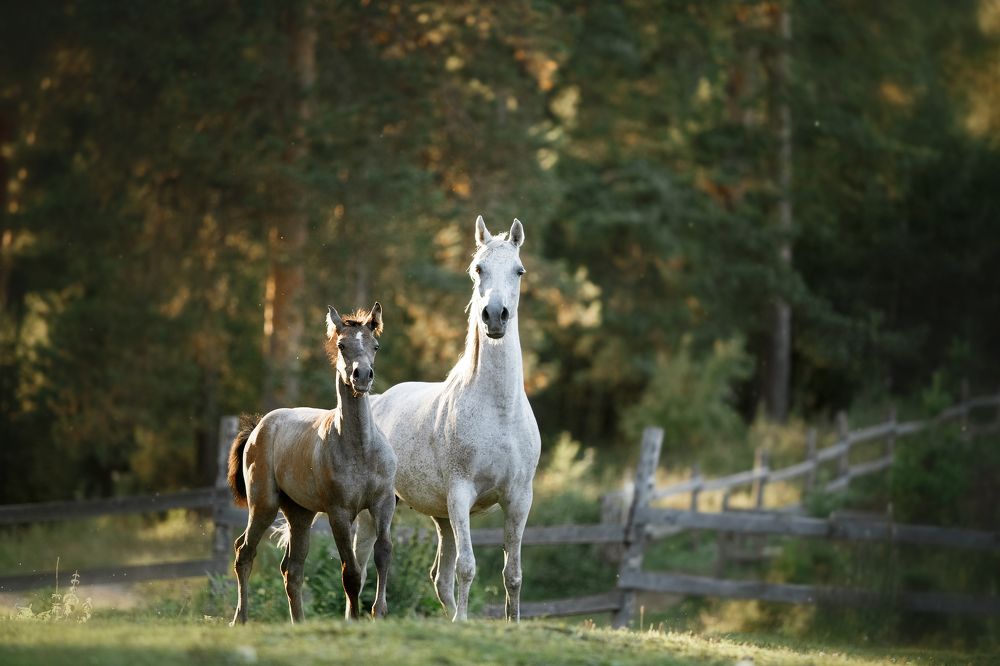 Фотография автора Олеся Евгеньевна