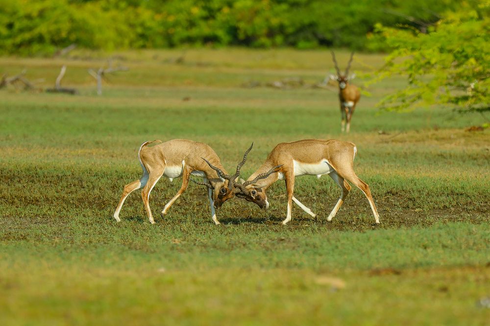 Фотография автора Parivel.v