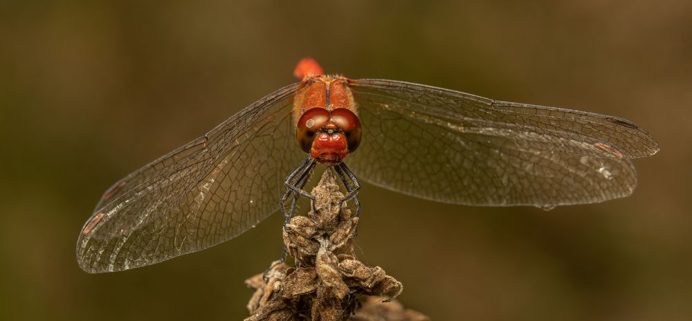 Photograph by heymans Tiffany