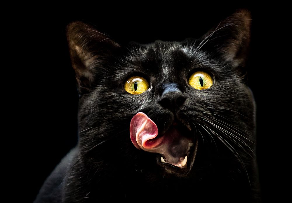 Photograph by heymans Tiffany