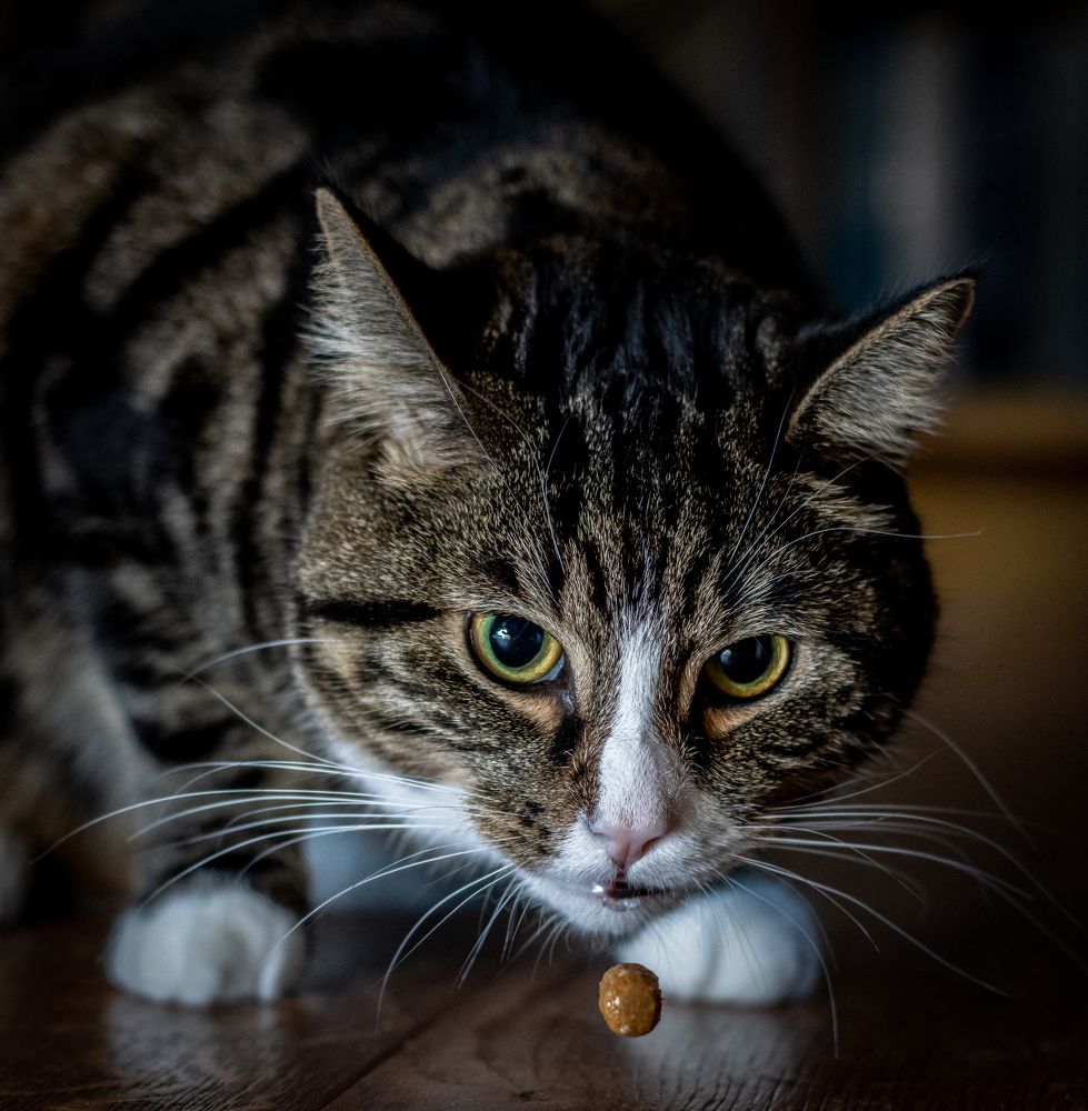 Photograph by heymans Tiffany