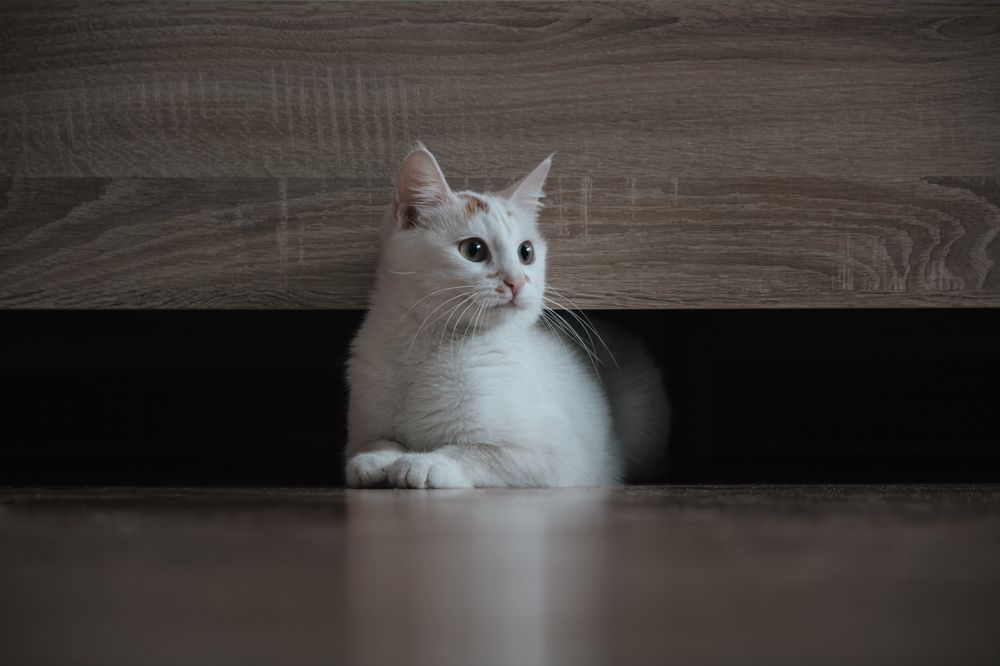 Фотография автора Никита Гутор