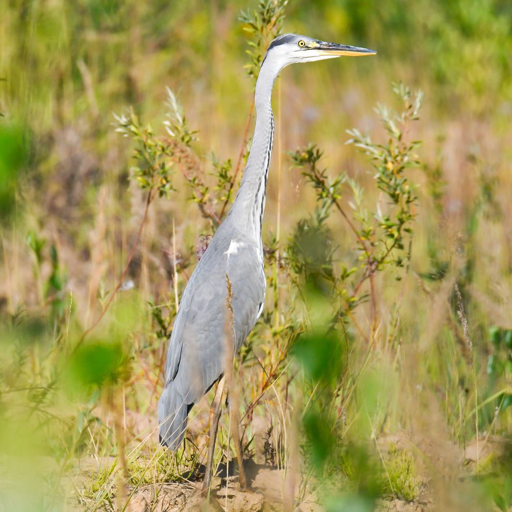 Серая Цапля.