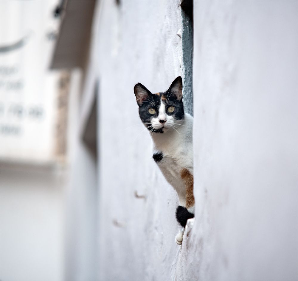 Наблюдатель